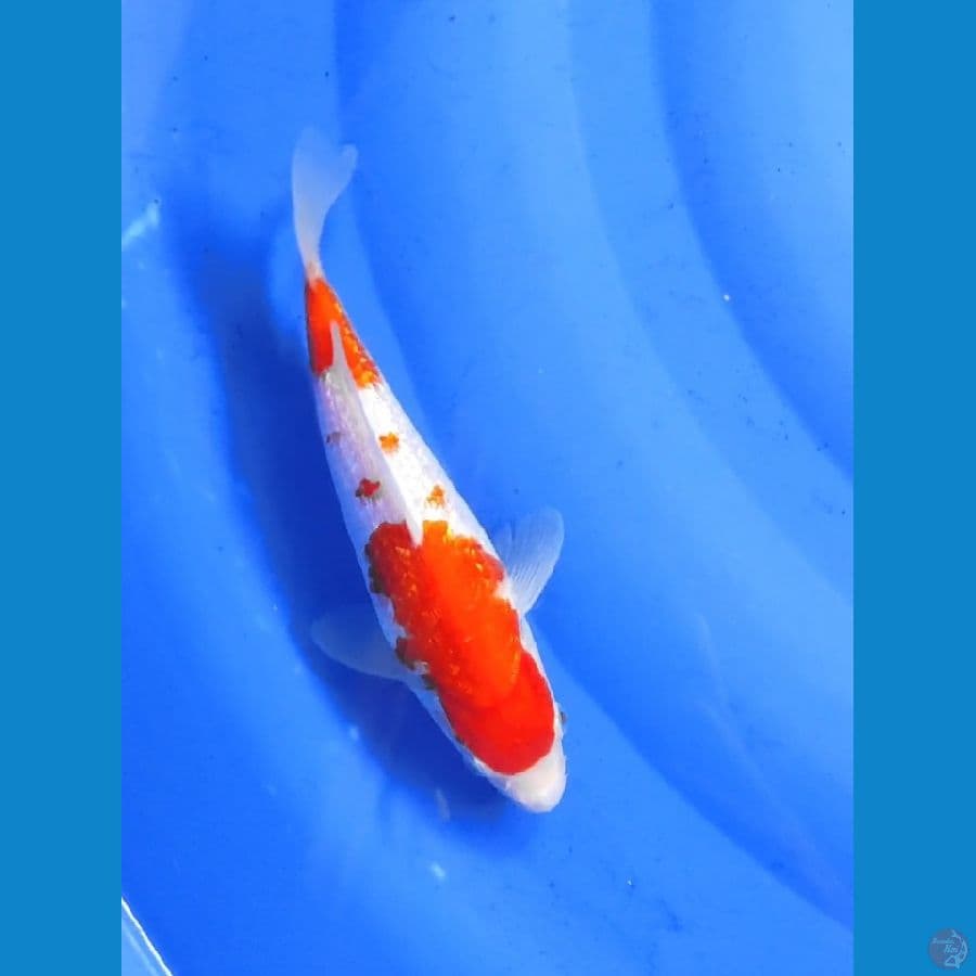 kohaku ginrin SQ