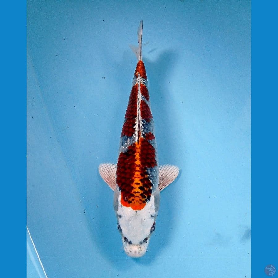 kujaku 26 cm