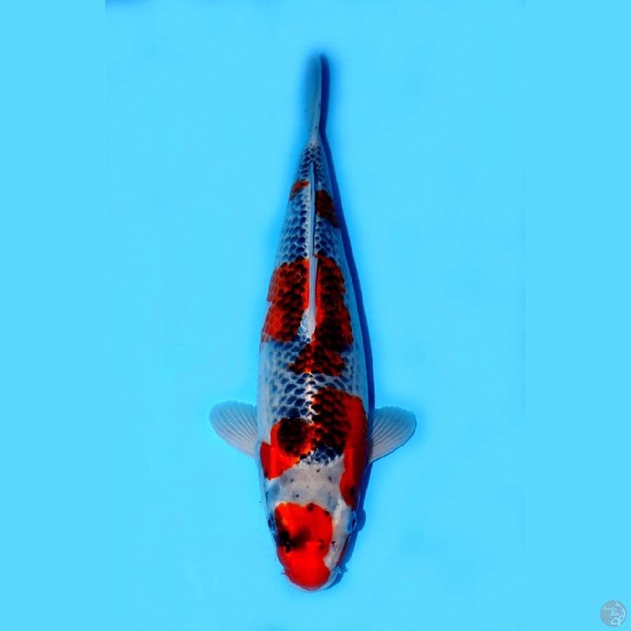 GOSHIKI SQ 40CM (KOLEKSI PRIBADI)