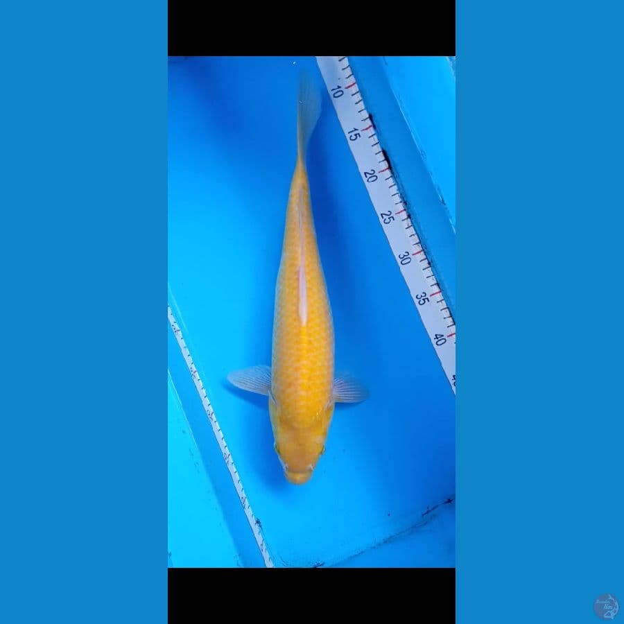 Karashi 45bu