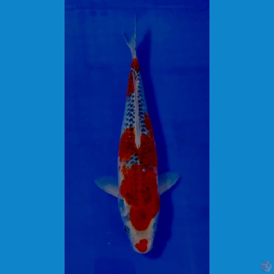 ghosiki 30CM female