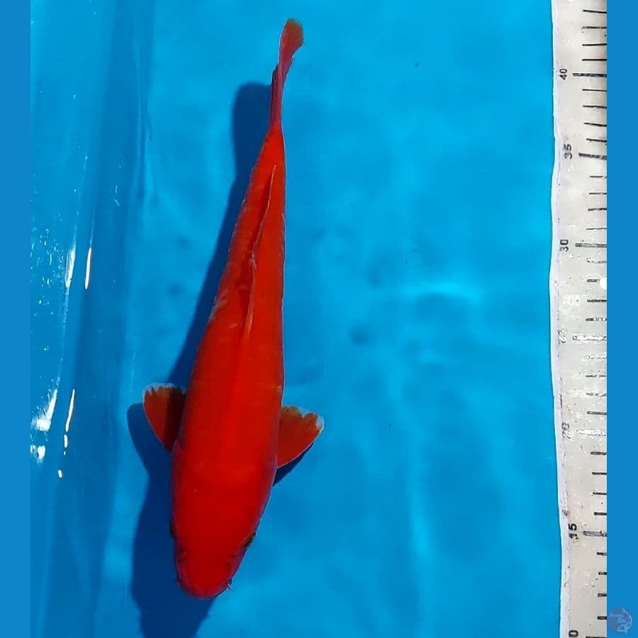 BENIGOI 29 CM