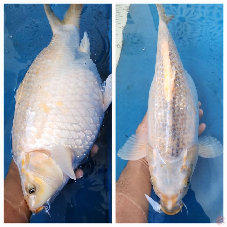 43cm Koyo Asagi