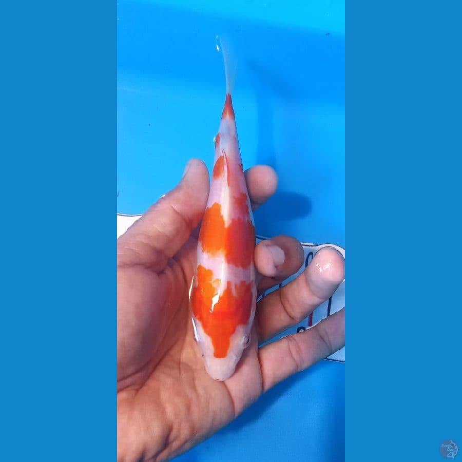 kohaku 16 cm