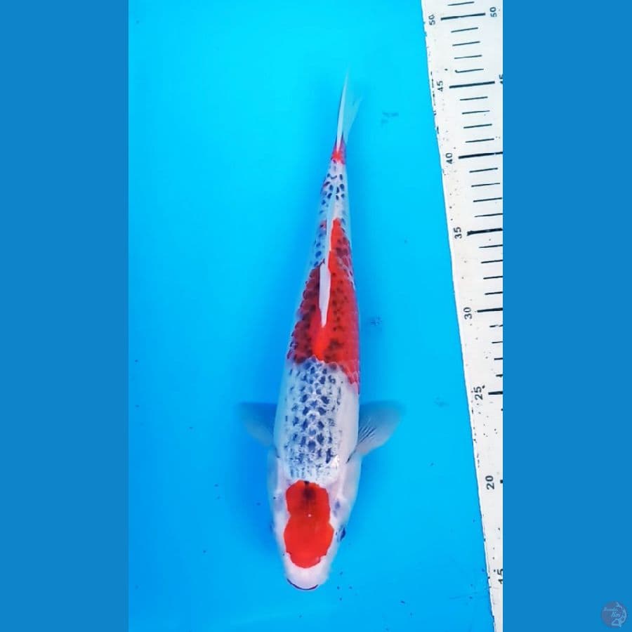 okg R06. MARUTEN GOSHIKI 30 CM / F