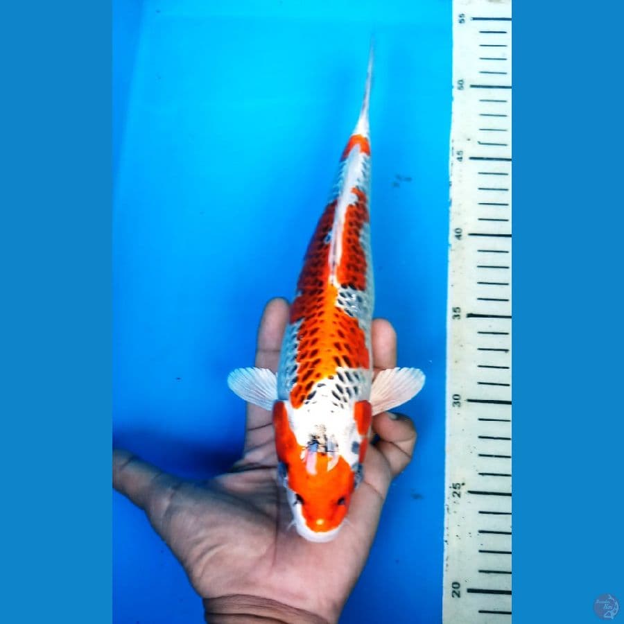 okg R07. KUJAKU 28 CM / F