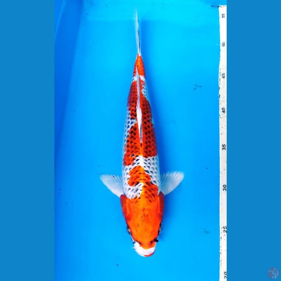 okg R09. KUJAKU 31 CM / M