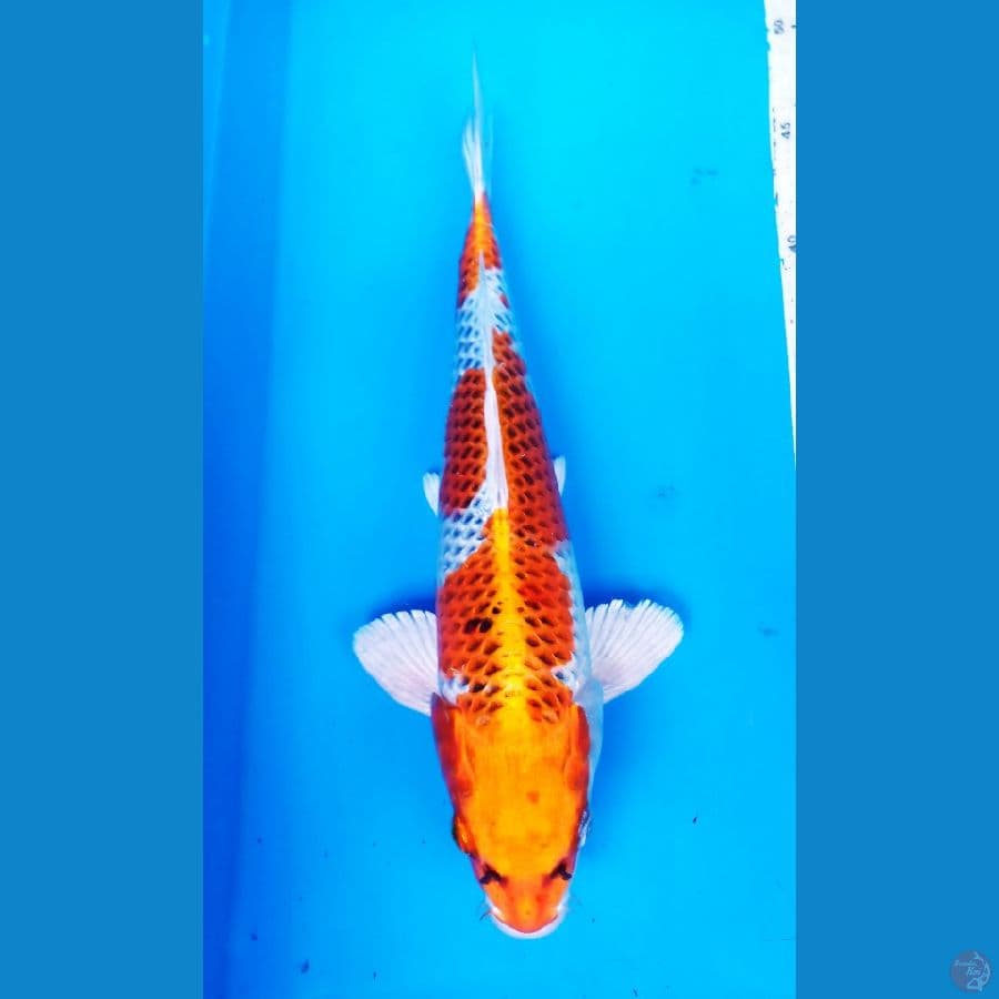okg R10. KUJAKU 32 CM / F