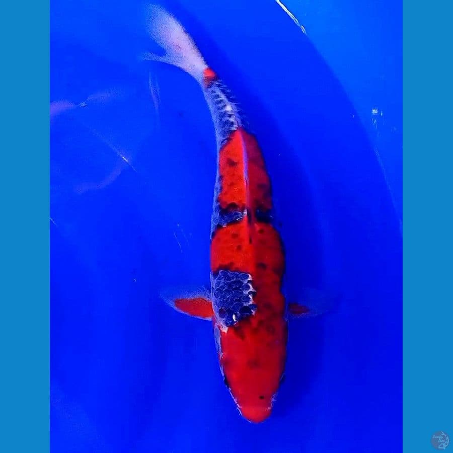 red strong goshiki 35 cm