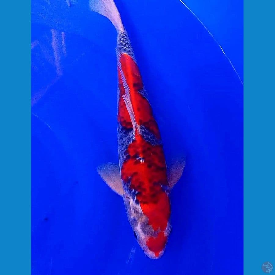 goshiki merah 36 cm