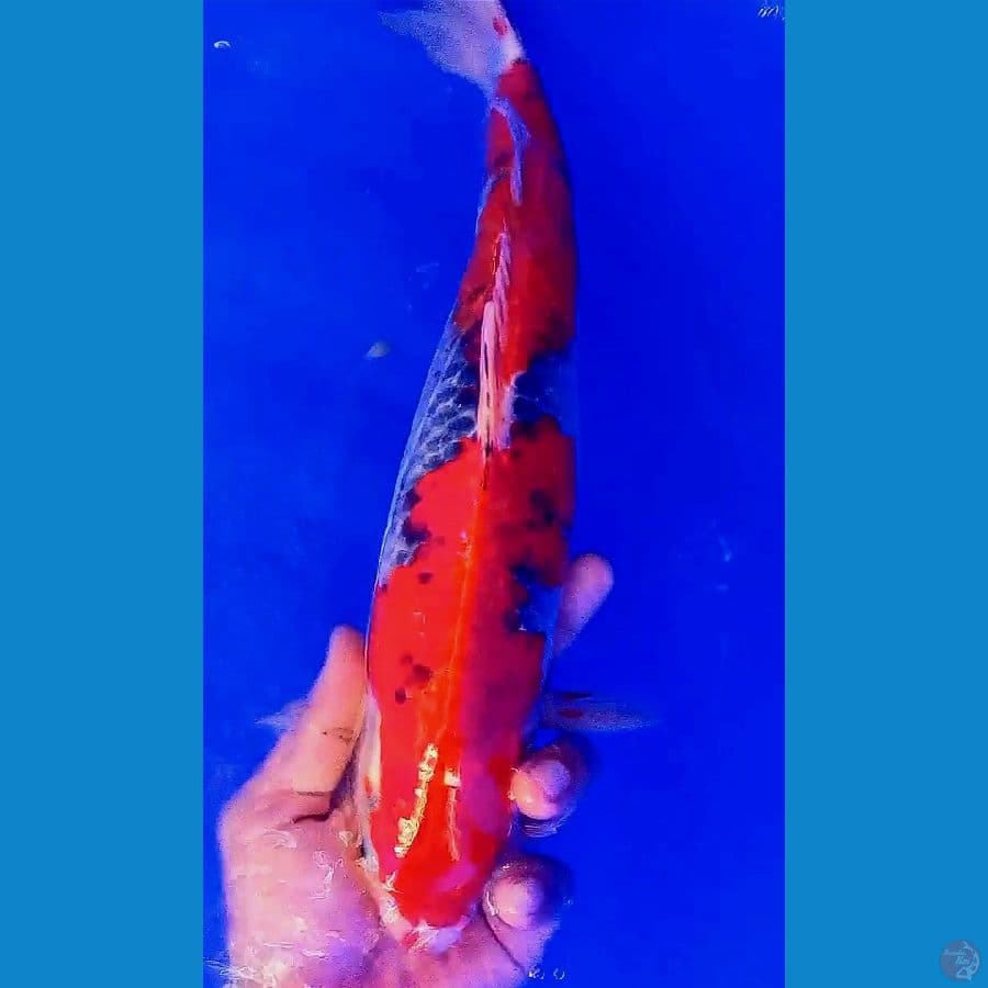 red goshiki strong 36 cm