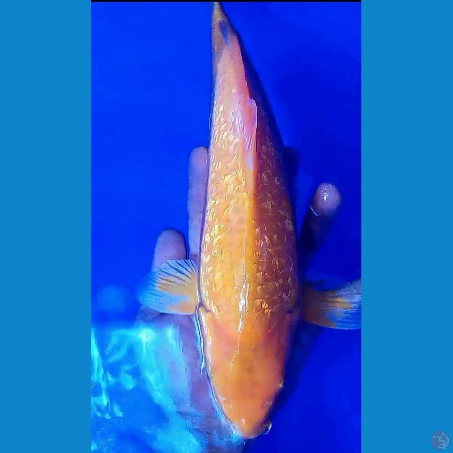 benikarashi ginrin M 32 cm