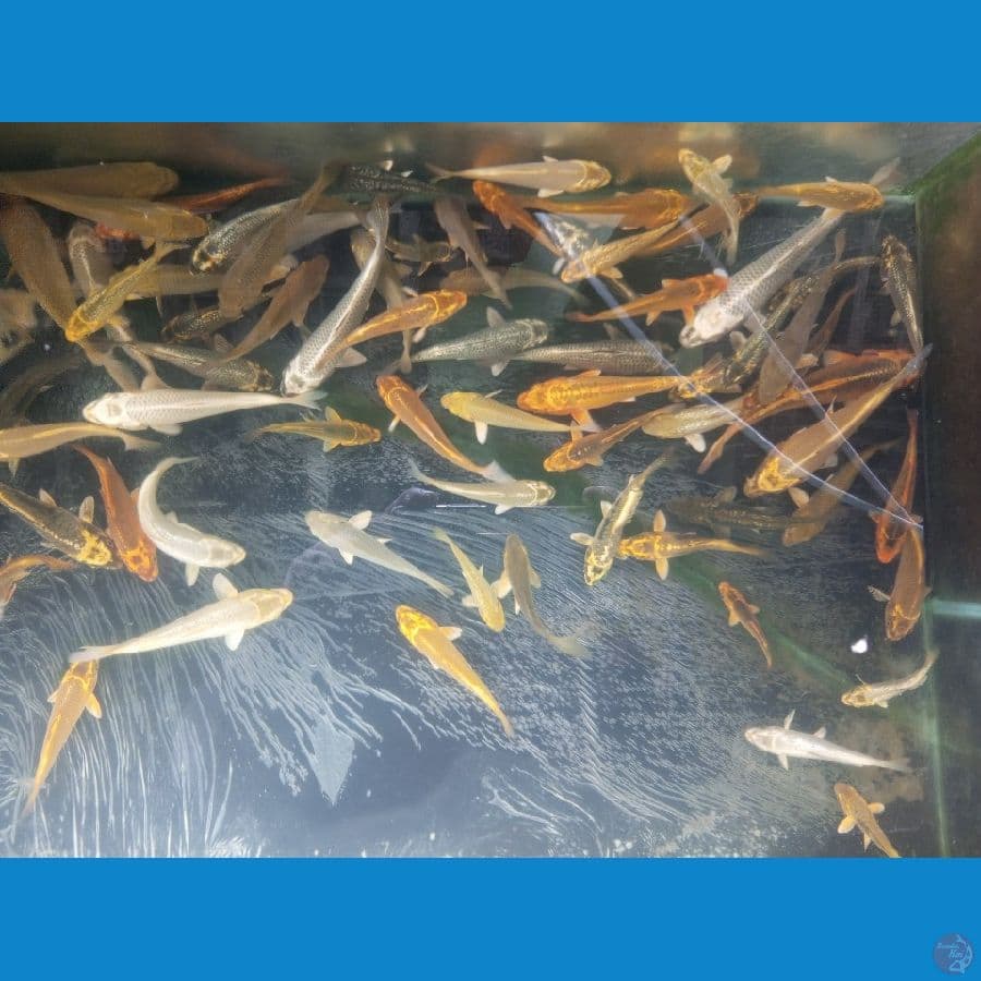 paket mik polosan. 11-17 cm 50 ekor