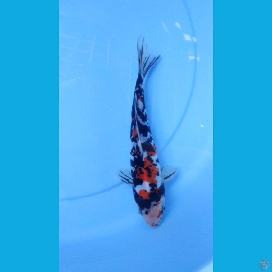 sanke doit murni 20cm