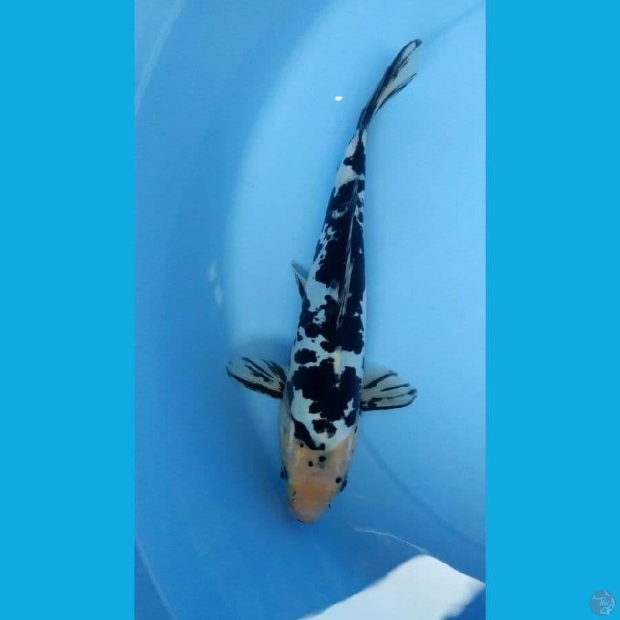 bekko doitsu murni 25cm