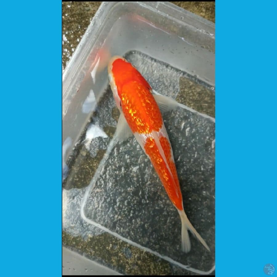 kohaku full ginrin 16cm