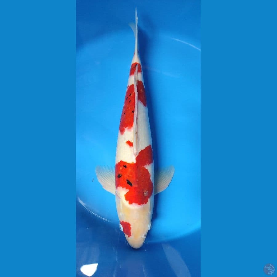 jumboan 54 cm jantan original