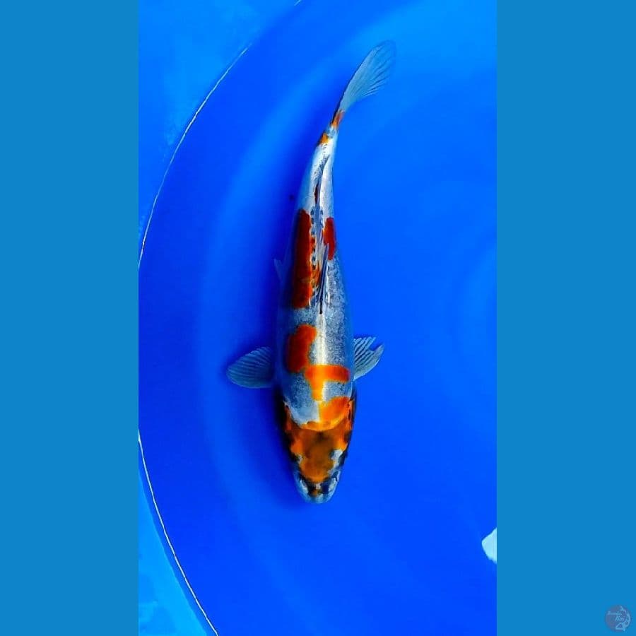 F36cm
