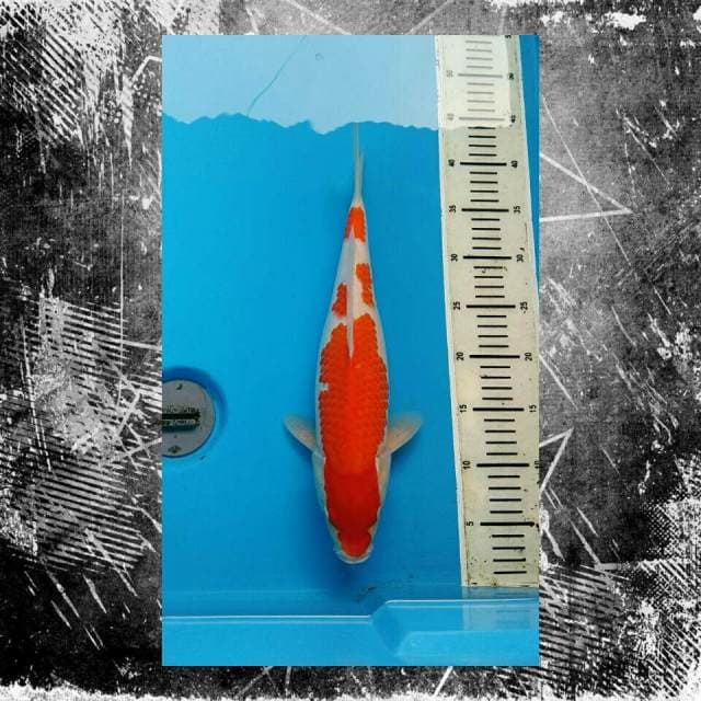 Kohaku Yondan Jumbo