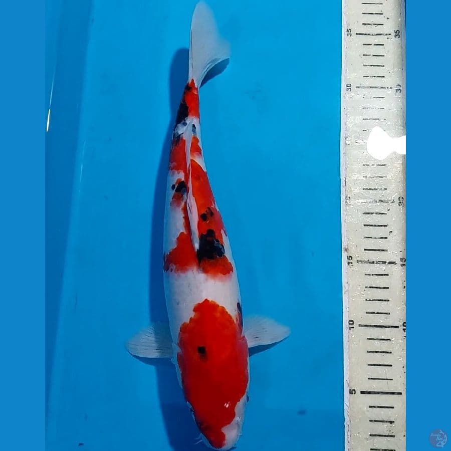 SANKE 34 CM