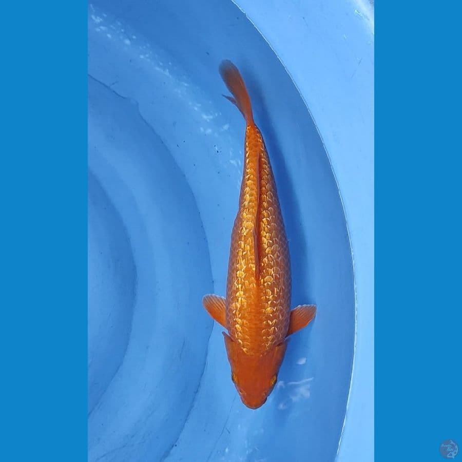 Caramel 38 cm