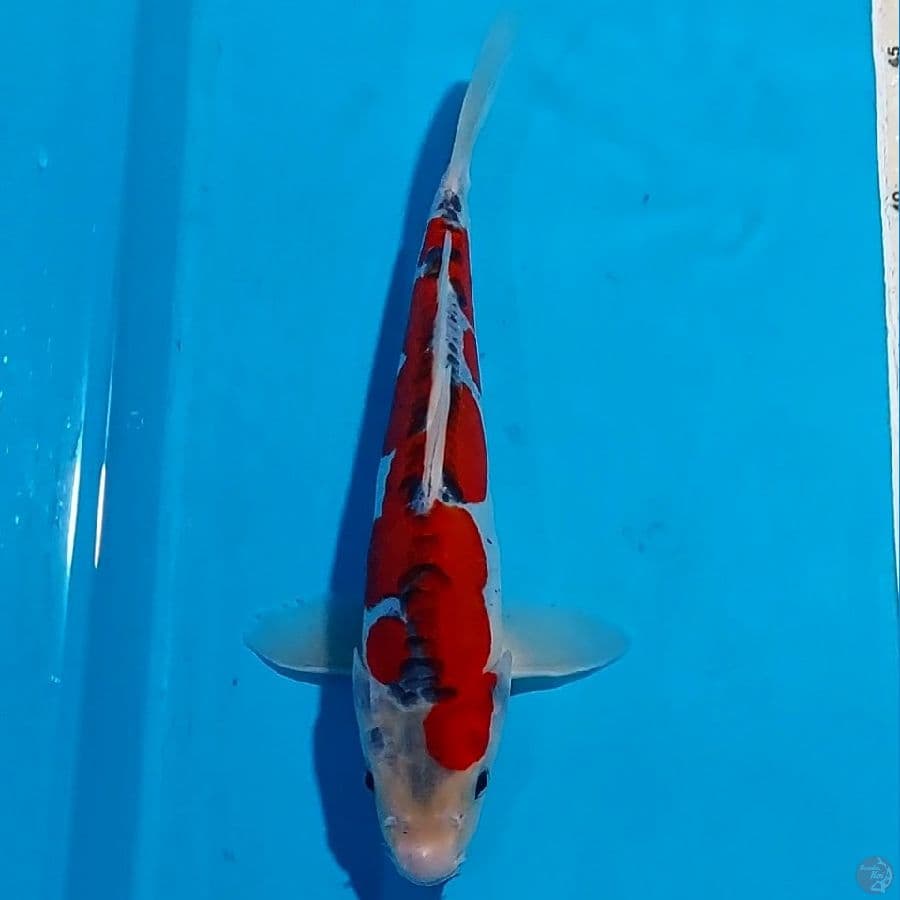 KUJAKU DOITSU 27 CM