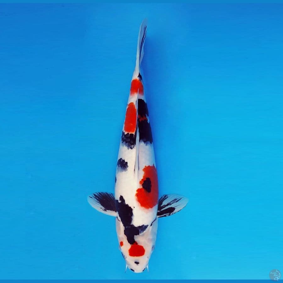 SAITAMA ARENA 2 ~ Kindai Showa 36 cm/male ™