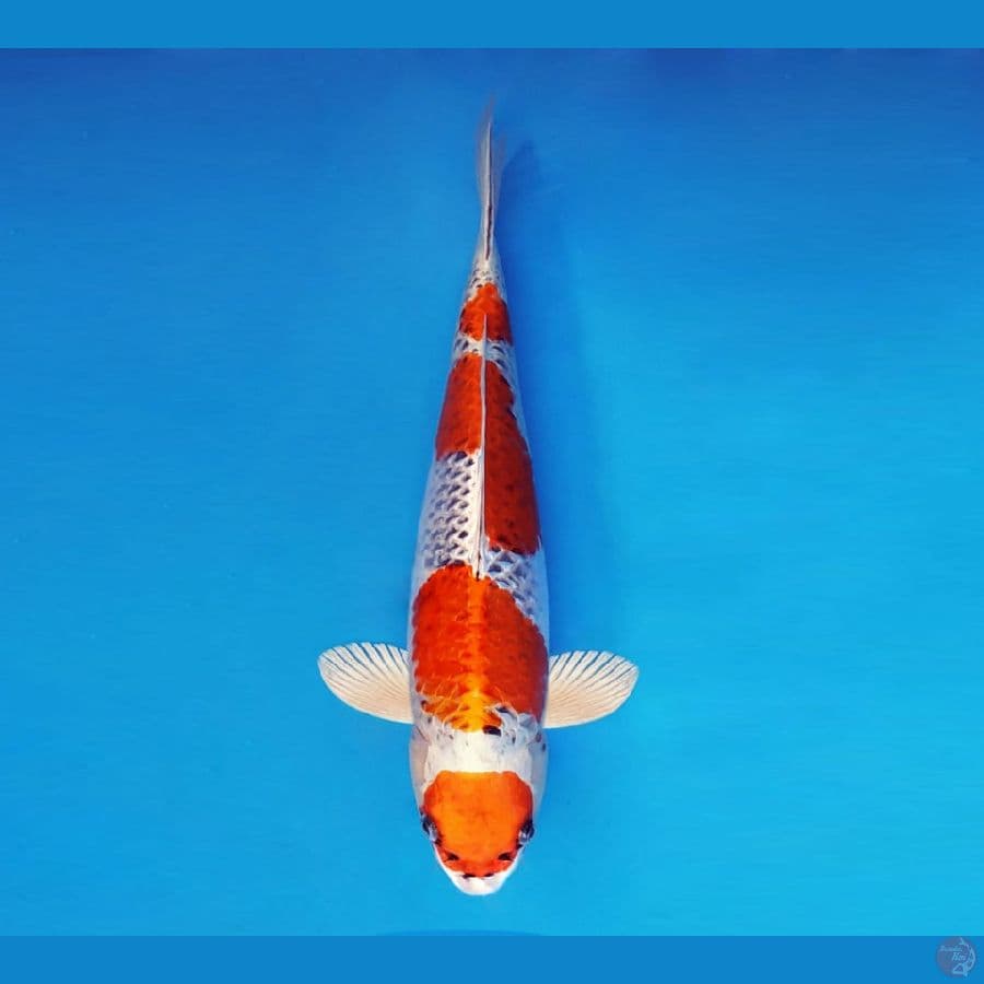 SAITAMA ARENA 4 ~ Maruten Kujaku 37 cm/male ™
