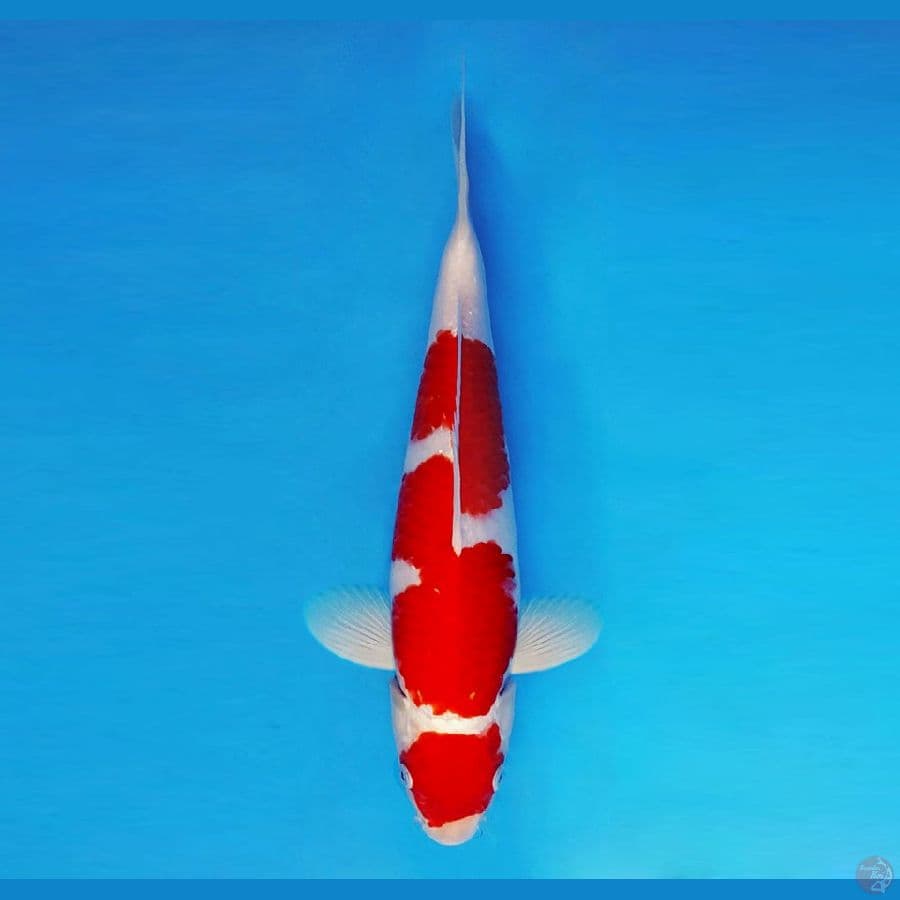 SAITAMA ARENA 5 ~ Maruten Kohaku 31 cm/fm ™