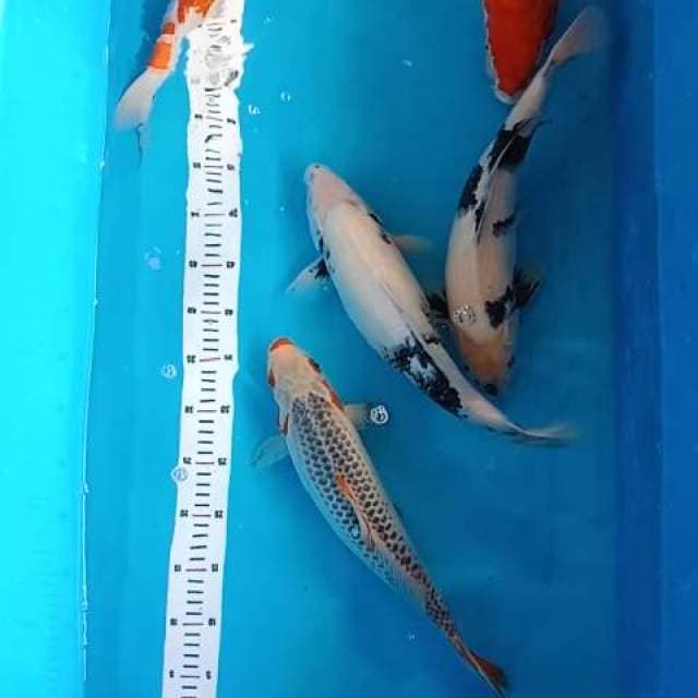 Mix 40-47cm 6ekor