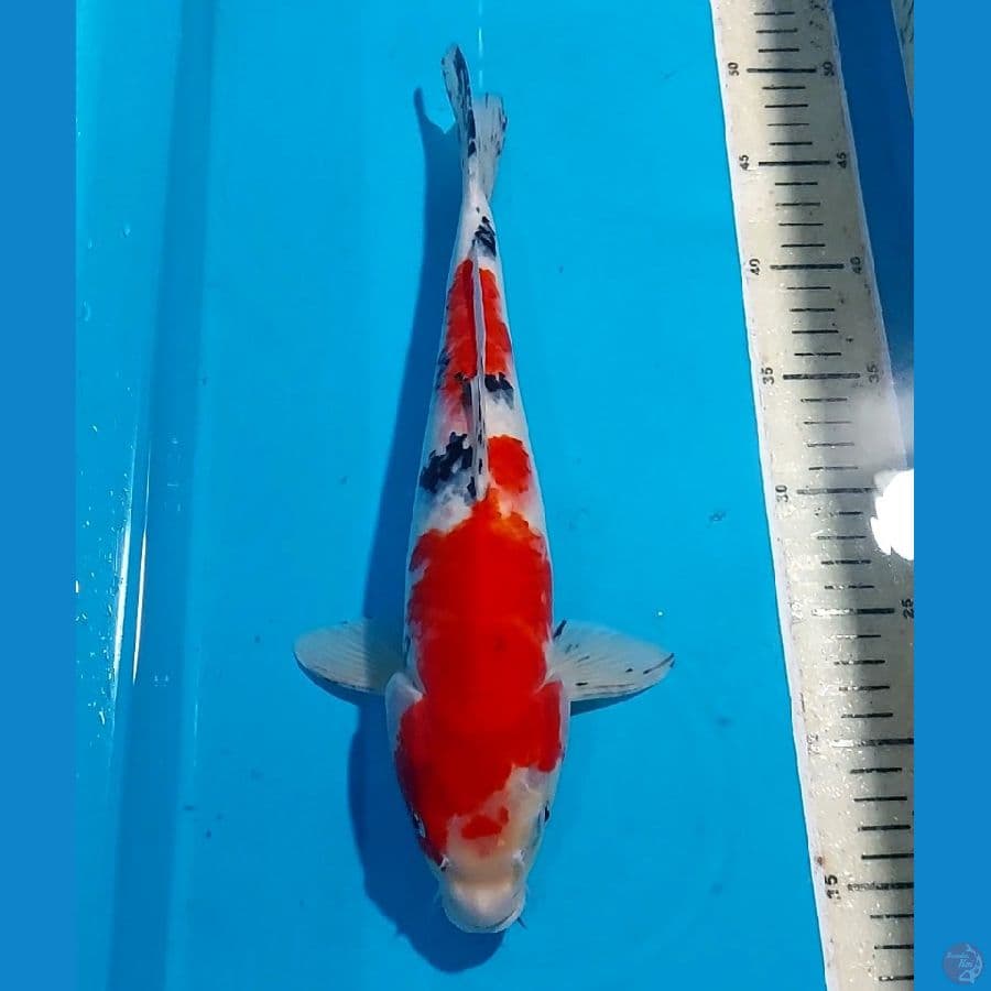 SANKE 35 CM