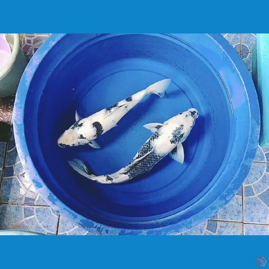 2 Ekor Pejantan Shiro Utsuri 40 cm & 50 cm