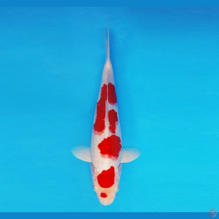 SAITAMA ARENA 16 ~ Kohaku 26 cm/male ™