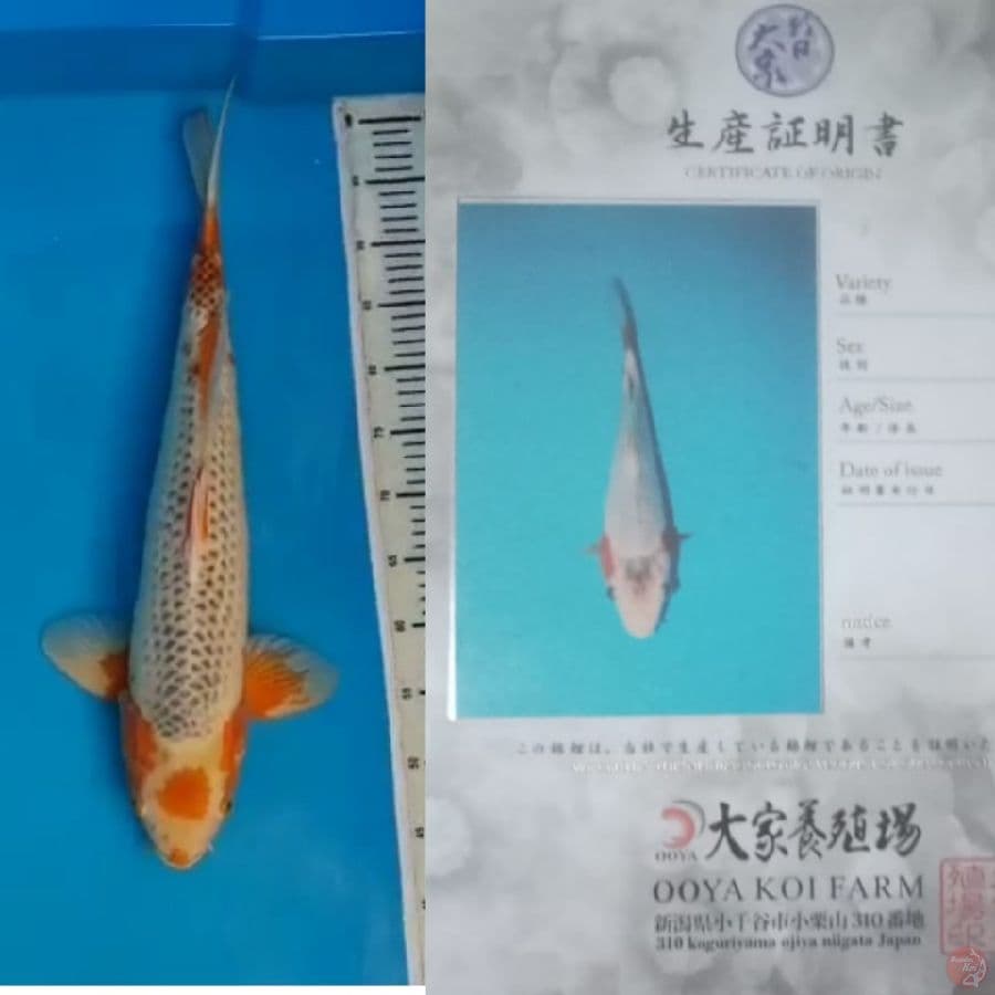 Tancho Asagi pejantan 55 cm serty breeder ooya koi farm