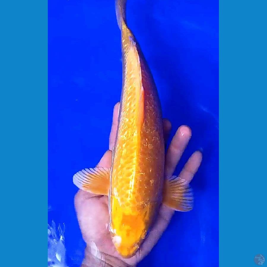 karashi ginrin M 32 cm