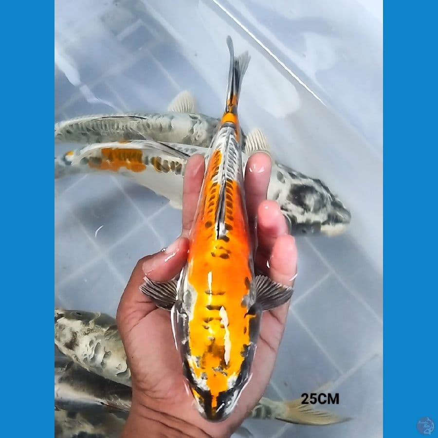 kin Kikokuryu 25CM