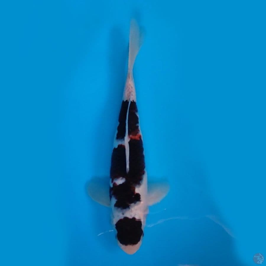BUDO KOROMO ORIGINAL #27 CM MALE
