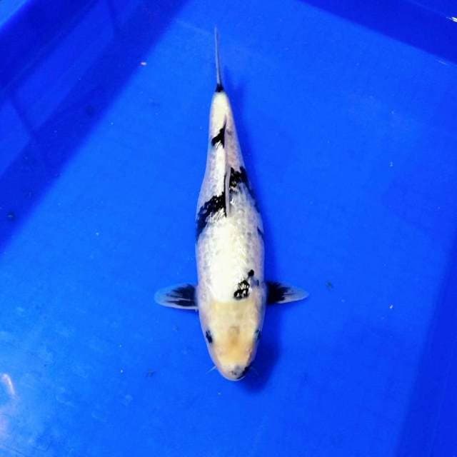 Shiro ginrin female