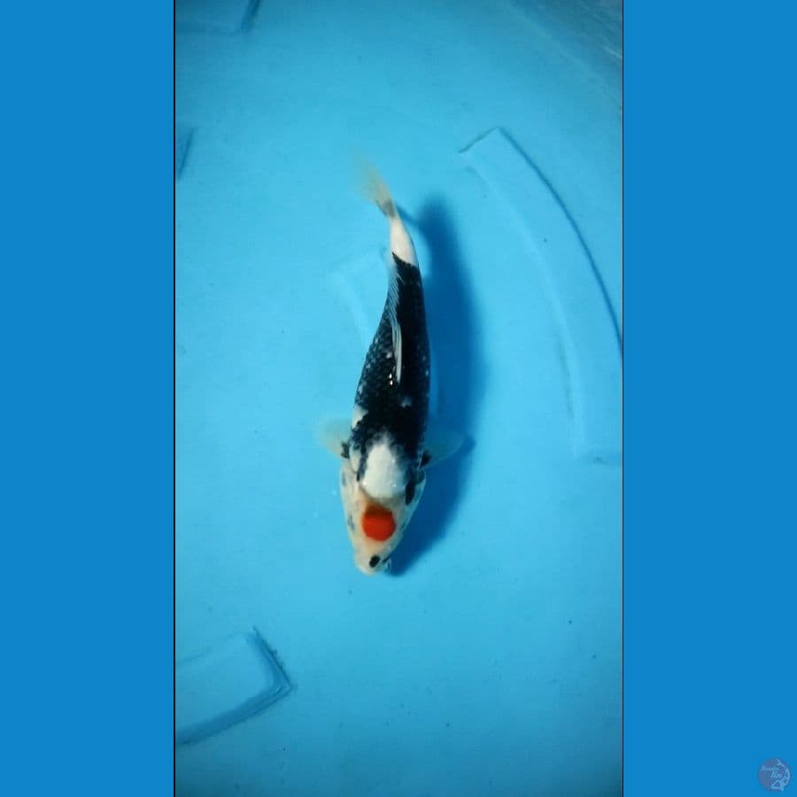 Tancho Showa 31 cm