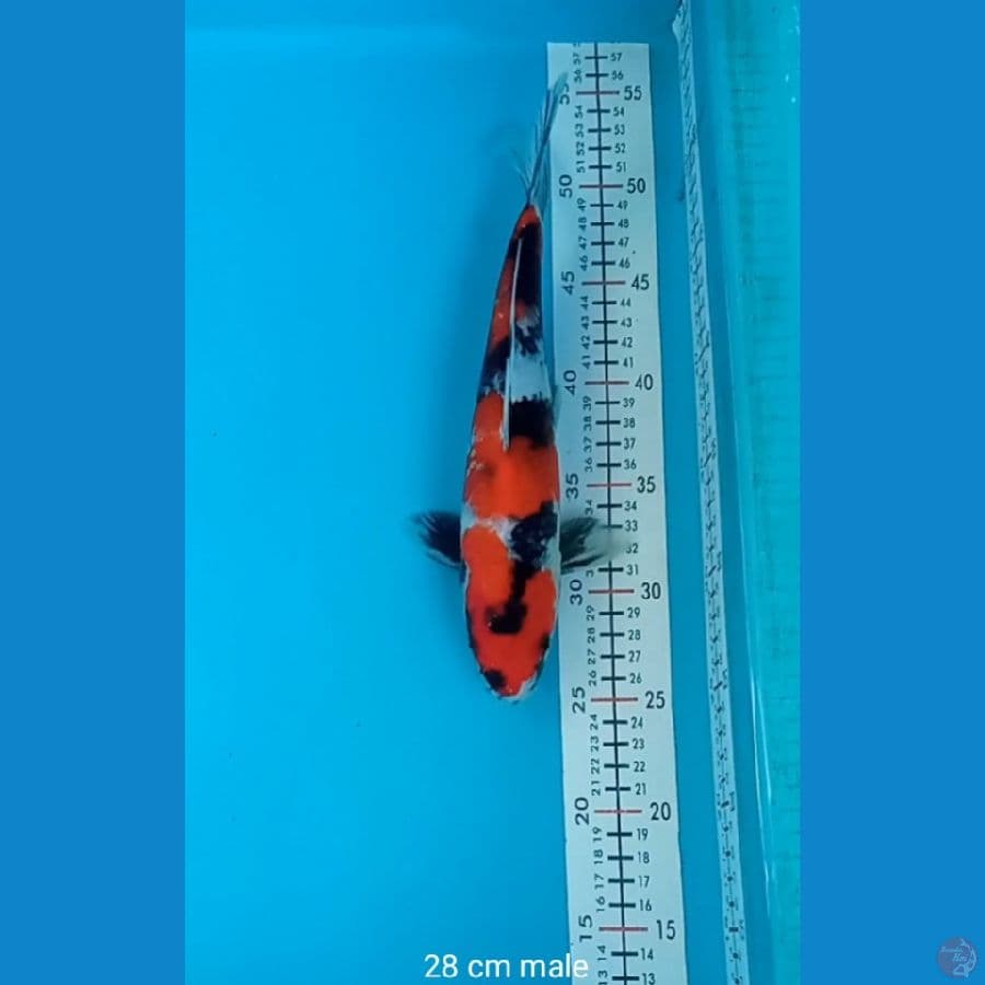 LELANG SOWA 28 CM MALE