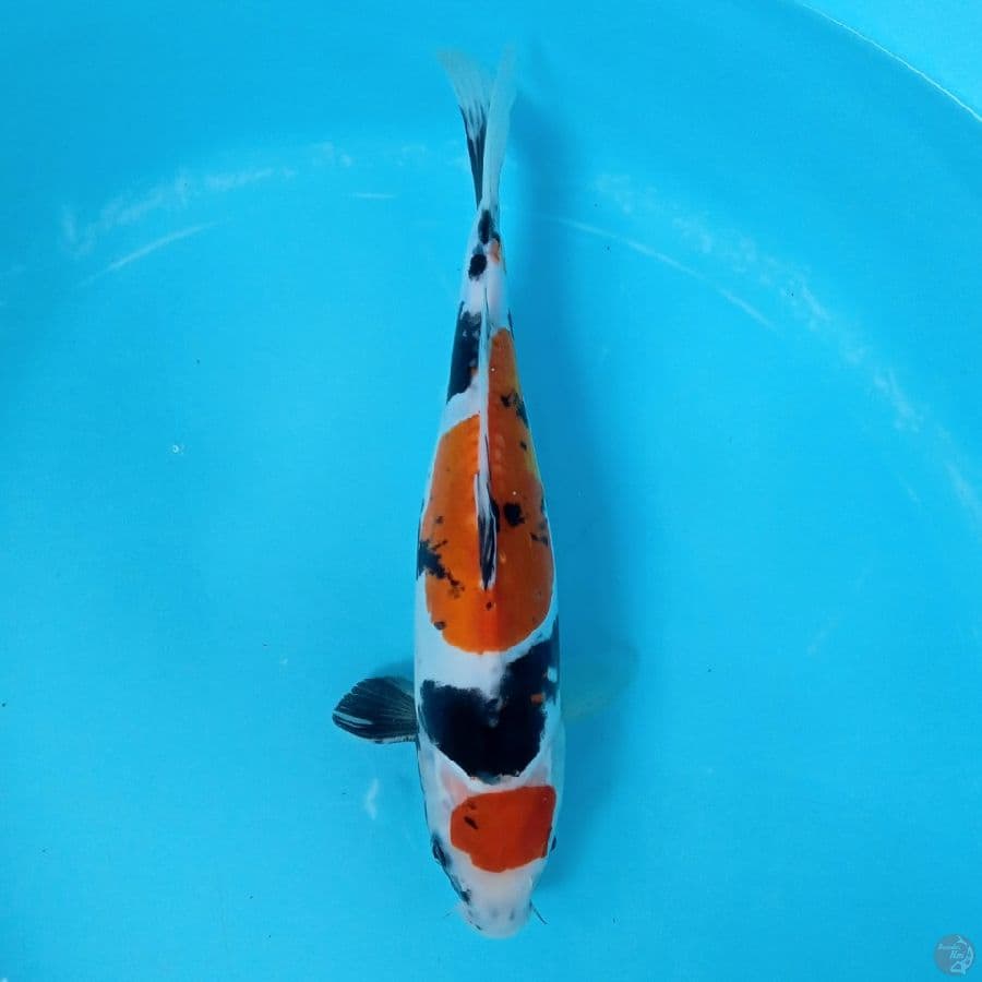 MARUTEN DOITSU SHOWA 31CM