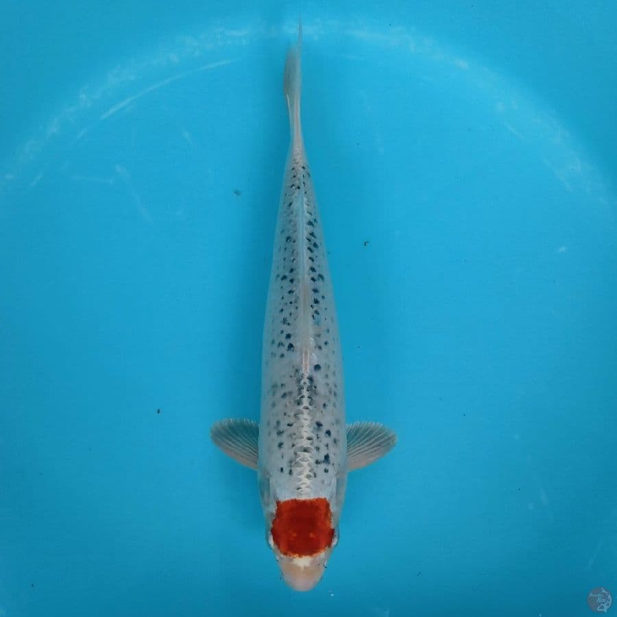TANCHO KUJAKU 35CM
