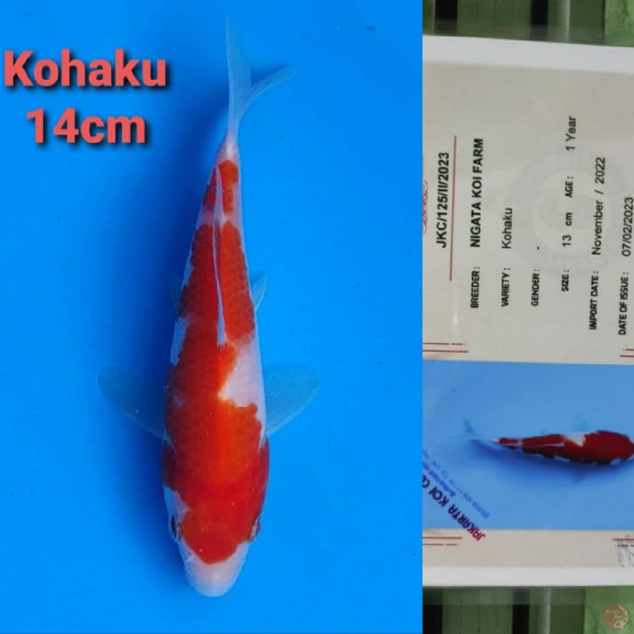 NIGATA KOHAKU 15CM SERTI