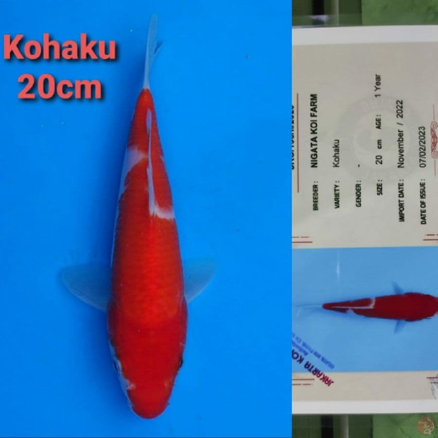NIGATA KOHAKU 20CM SERTI