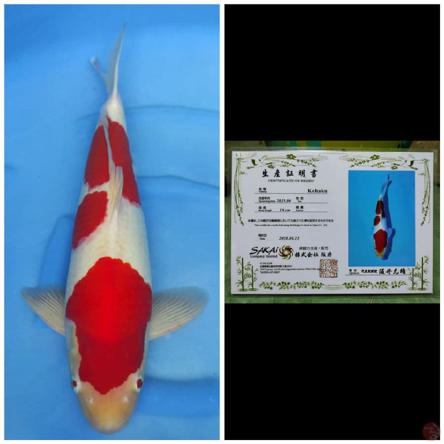Sakai Jumbo Kohaku