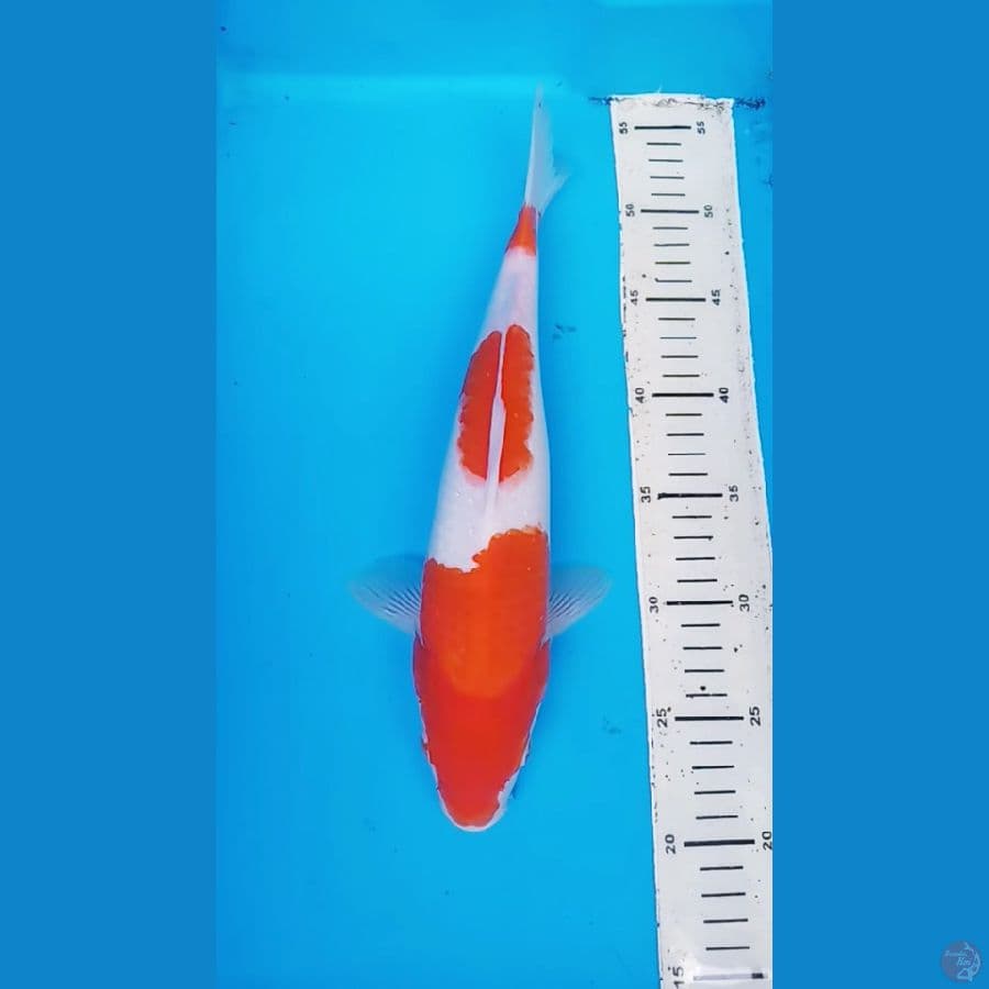 KUHAKU 32 CM /F