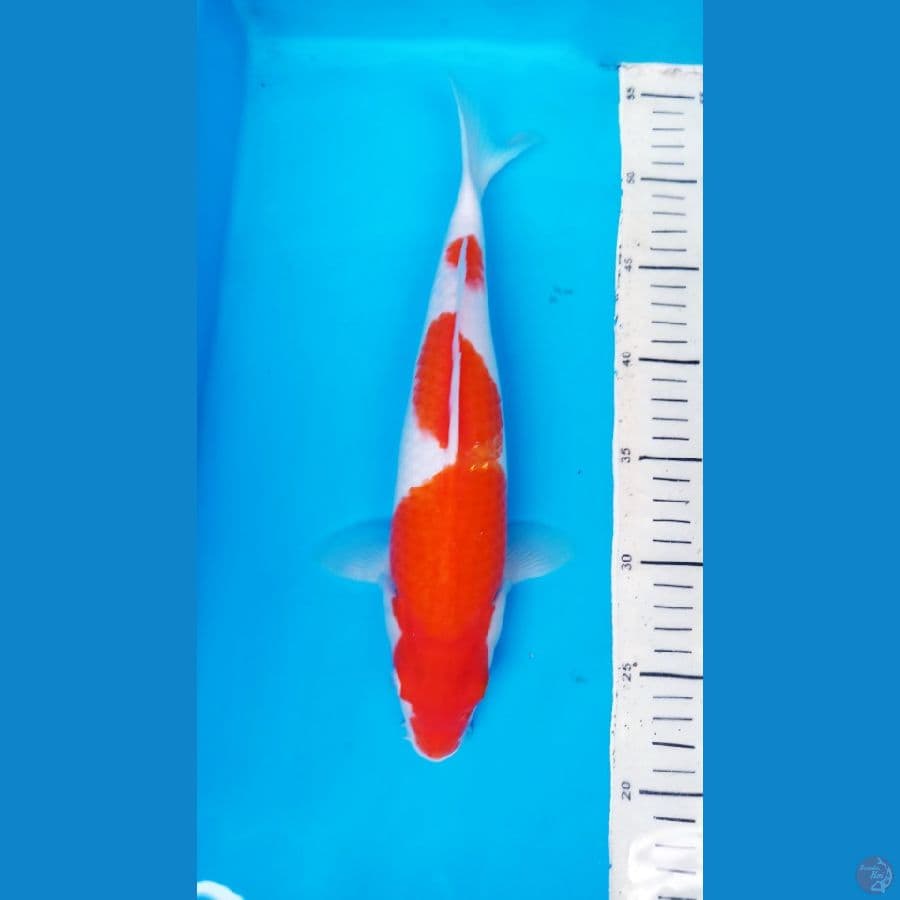 KUHAKU 33 CM / F