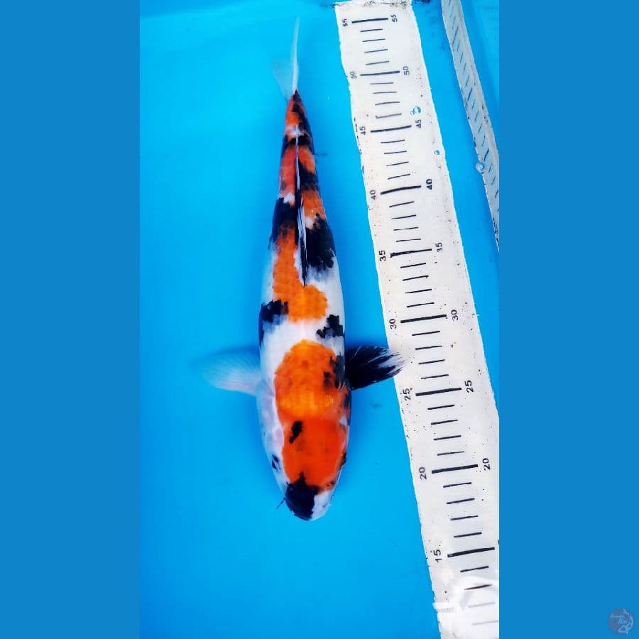 SHOWA SANSHOKU 34 CM / F
