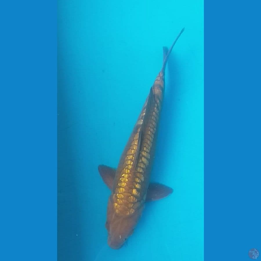 Chagoi Aragoke 34cm/M