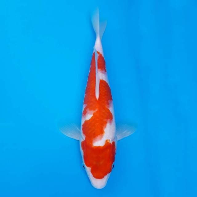 Kohaku